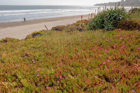 320 Seadrift Road, Stinson Beach #48 320 Seadrift Road Image #41