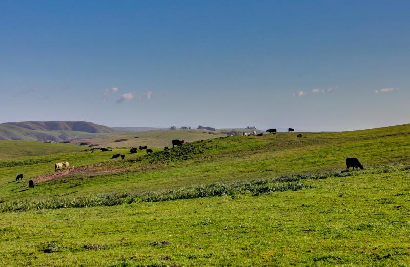 grassy hillside with cows