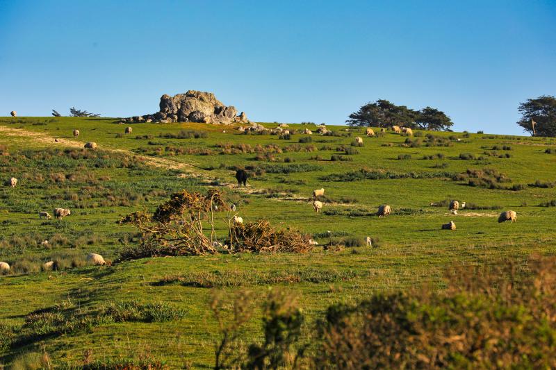 hillside with sheep