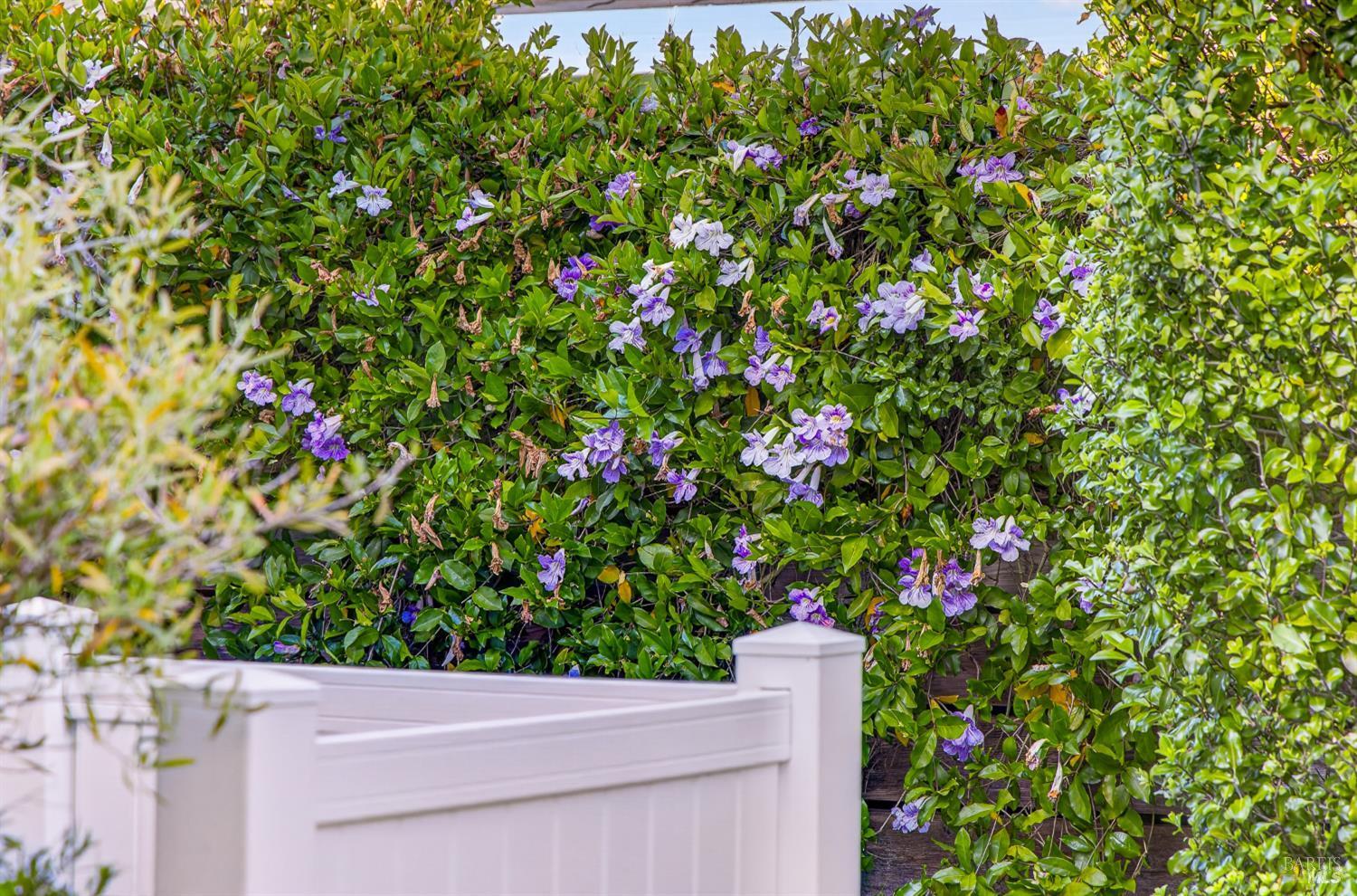 7 William Avenue, Larkspur #54