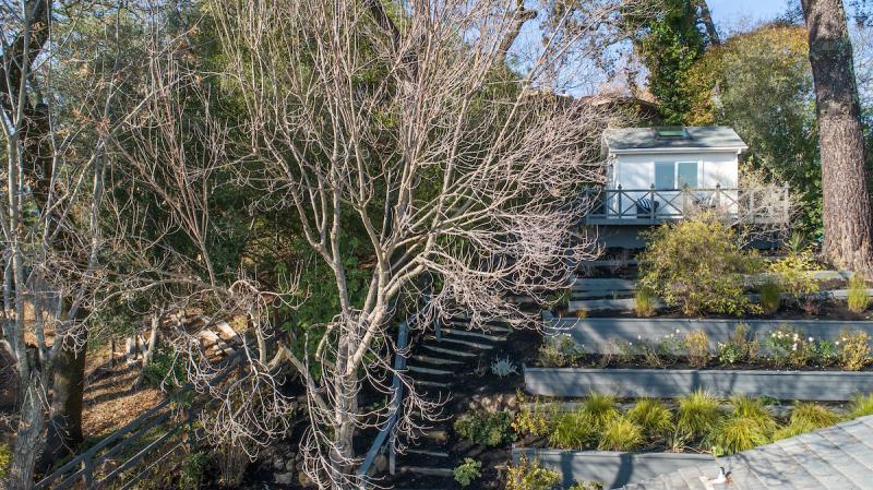 trees in the yard