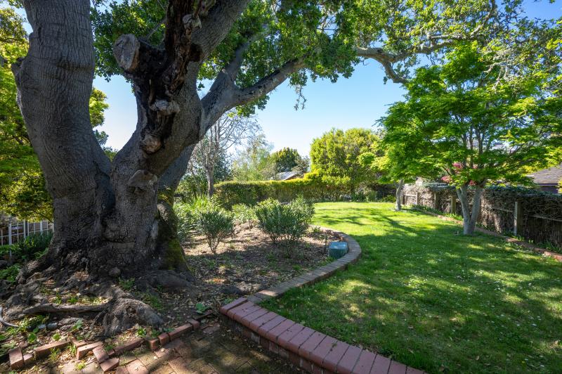 tree and lawn